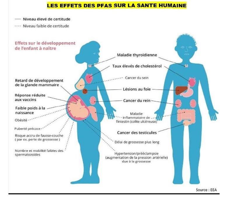 Effets sur la santé des PFAS